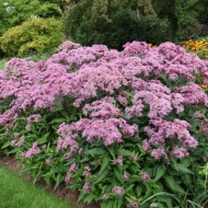 Eupatorium Maculatum Atropurpureum - Img 3