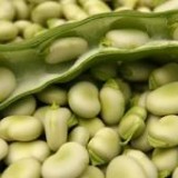 Fasole Bob-Vicia faba L.