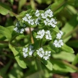 Fetica-Valerianella locusta - Img 1