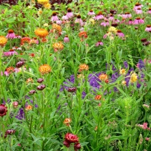 Flori de pai-Helichrysum bracteatum mix - Img 4