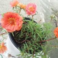 Flori de piatra-Portulaca Grandiflora