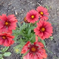Gaillardia Aristata Arizona Red - Img 5
