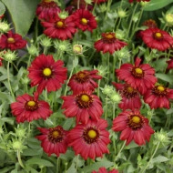 Gaillardia Aristata Burgunder - Img 6