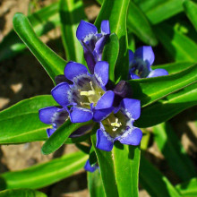 Gentiana Cruciata