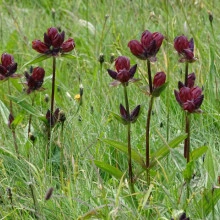 Gentiana Purpurea - Img 4