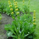 Ghintura-Gentiana lutea - Img 3