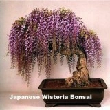 Glicina mov-Wisteria floribunda - Img 8