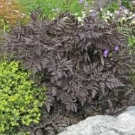 Hasmatuchi purple-Anthriscus Sylvestris RavensWing - Img 3