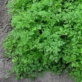 Hasmațuchi
