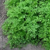 Hasmațuchi