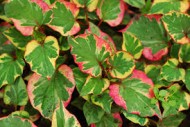 Houttuynia Cordata Cameleon
