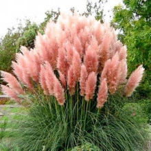 Iarba de pampas roz
