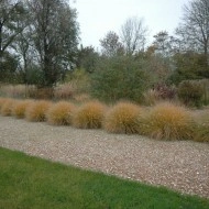Iarba decorativa-Pennisetum alopecuroides hameln - Img 4