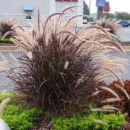 Iarba decorativa Pennisetum Setaceum Rubrum - Img 4