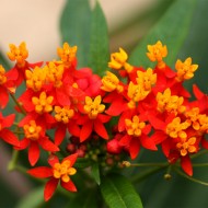Iarba fluturilor-Asclepias Curassavica