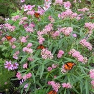 Iarba fluturilor-Asclepias incarnata - Img 5