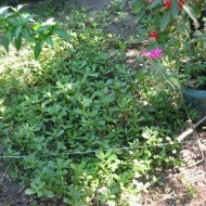 Iarba grasă-Portulaca oleracea - Img 2
