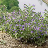 Iarba Sarpelui-Echium vulgare