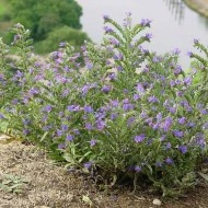 Iarba Sarpelui-Echium vulgare - Img 3