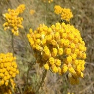 Imortela-Helichrysum arenarium-Siminoc - Img 2