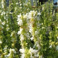 Isop alb-Hyssopus officinalis - Img 3