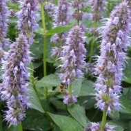 Korean mint-Agastache rugosa purple