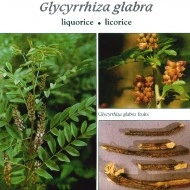 Lemn Dulce-Glycyrrhiza Glabra - Img 5