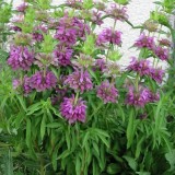 Lemon beebalm-Monarda citriodora
