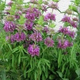 Lemon beebalm-Monarda citriodora - Img 3