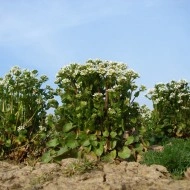 Lingureaua-Cochlearia officinalis - Img 8