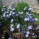 Linum-In decorativ blue - Img 3