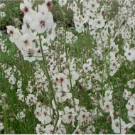 Lumanarica-Verbascum blattaria Albiflorum - Img 2