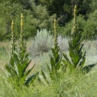 Lumanarica-Verbascum thapsus
