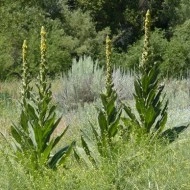 Lumanarica-Verbascum thapsus - Img 2