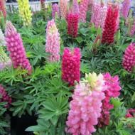 Lupin peren-Lupinus polyphyllus mix