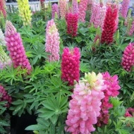 Lupin peren-Lupinus polyphyllus mix - Img 4