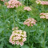 Lychnis chalcedonica Carnea-roz - Img 3