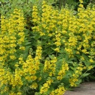 Lysimachia punctata - Img 2