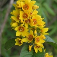 Lysimachia vulgaris - Img 3