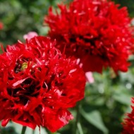 Mac Somniferum Scarlet Peony