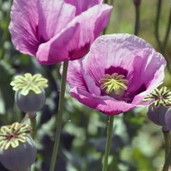 Mac Somniferum Single Lilac - Img 3