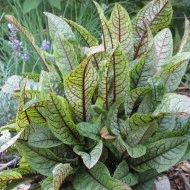 Macris Red veined-Rumex Sanguineus - Img 6