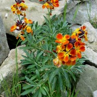 Micsuneaua ruginie-Cheiranthus cheiri Persion Carpet mix