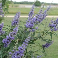 Mielareaua-Vitex agnus castus - Img 4