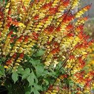 ﻿Mina lobata
