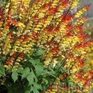 Mina lobata