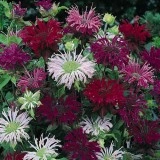Monarda didyma 'Panorama mix'