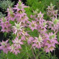 Monarda punctata-Spotted Bee Balm