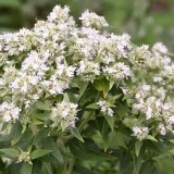 Mountain Mint-Pycnanthemum mix
