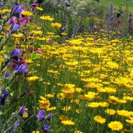 Musetel galben-Anthemis tinctoria